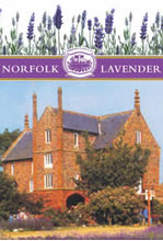 Norfolk Lavender