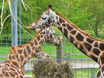 Banham Zoo Giraffe