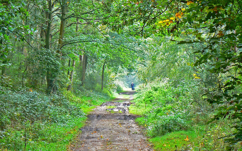 Holt Country Park