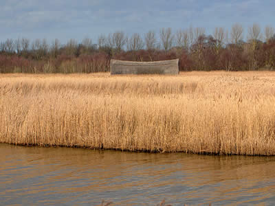 Reeds & Marshes