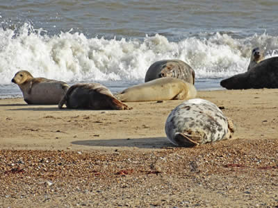 Adult Seals