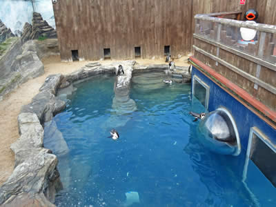 Penguin Enclosure